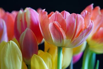 Tulpen von Ineke Klaassen