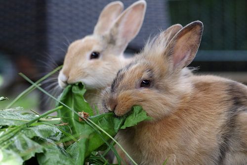 Two hungry rabbits with fresh leaves