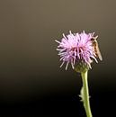 Sluipwesp op roze bloem von Marco Weening Miniaturansicht