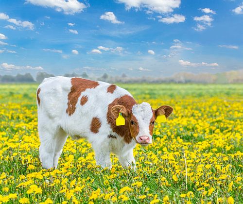 One red Holstein calf stands in dutch flower meadow with yellow dandelions
