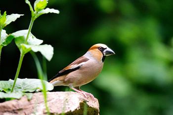 Kernbeißer auf Baumstumpf