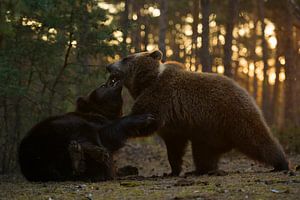 Europäischer Braunbären * Ursus arctos *, Kräftemessnen