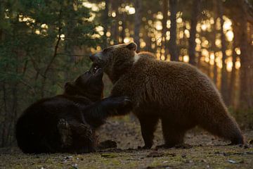 Eurasian Brown Bears * Ursus arctos * fighting in backlit van wunderbare Erde