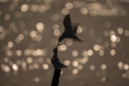 Schwarzseeschwalbe füttert Jungvogel