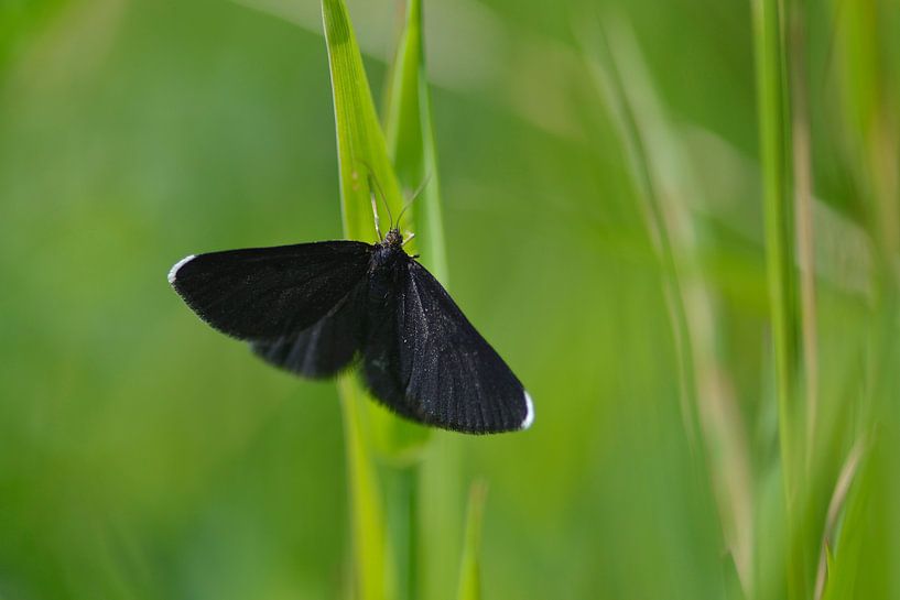 Black moth on a blade of grass. by Karin Jähne