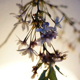 Fleur de cerisier sur Tina Hartung