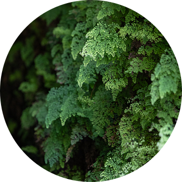 Groene oase - Madeira