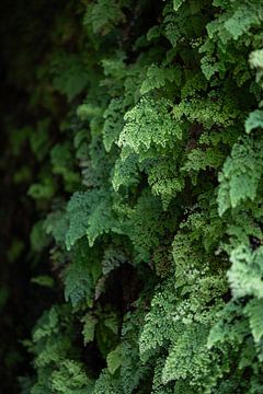 Groene oase - Madeira van Marika Huisman fotografie