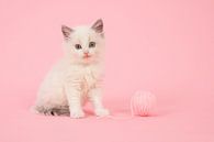 Ragdoll kitten in roze von Elles Rijsdijk Miniaturansicht