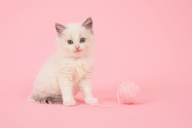 Ragdoll kitten in roze par Elles Rijsdijk
