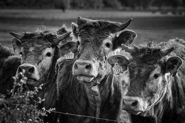Familieportret Koeien van Rob Boon