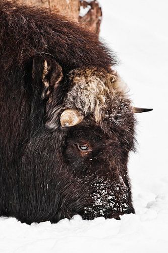 The head of a harsh northern musk ox close up, covered with snow is winter and cold. Sad look.