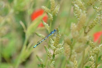 Blaue Libelle zwischen Mohnblumen auf dem Feld