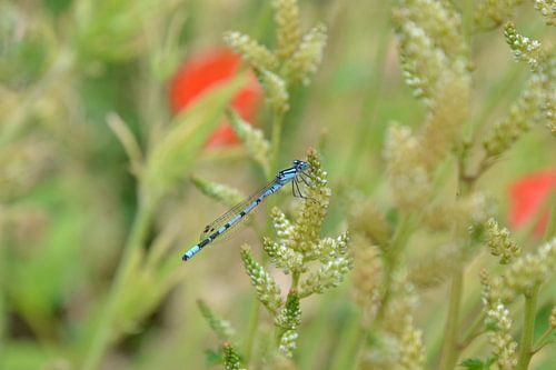 Blauwe libelle tussen de klaprozen in het veld