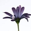 Purple....Fleur de glace sur hetty'sfotografie