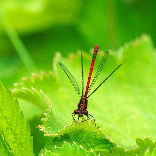 Zarte, rote Libelle auf grünem Blatt von Flatfield