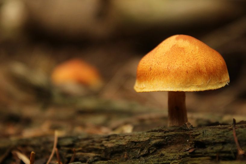 Champignon par Jayne Wilby