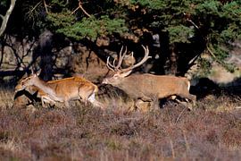 Rutted Red Deer by Merijn Loch