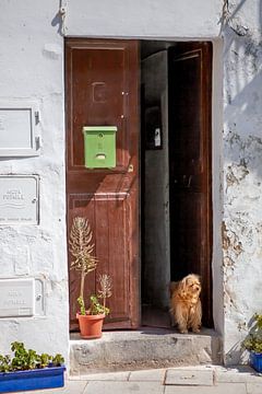 Kleine hond in een oud steegje in Ibiza-Stad