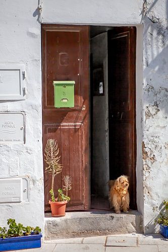 Kleine hond in een oud steegje in Ibiza-Stad