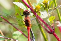Blutrote Heidelibelle Nahaufnahme