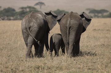 olifanten van anja voorn