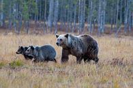 Brown Bear by Merijn Loch thumbnail