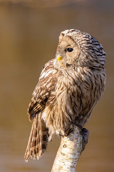 Chouette eurasienne, (Strix uralensis) par Gert Hilbink