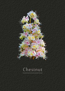 Chestnut