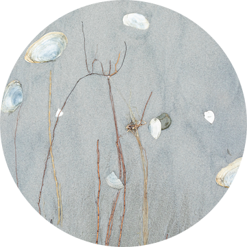 Schelpenkunst - Natuurlijk Ameland