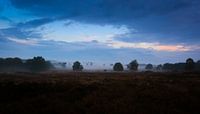 'Misty Morning'