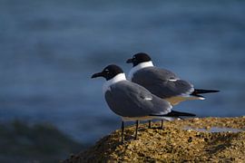 Two white, grey and black atricilla laughing gulls (Leucophaeus atricilla) on rock. by Angelique Cathalina