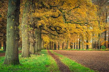 Statige beuken met geel herfstblad