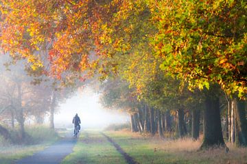 Cycling through a forest in autumn colours by Harriëtte Giesbers