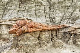 Bisti badlands petrified wood in winter New Mexico, USA by Frank Fichtmüller
