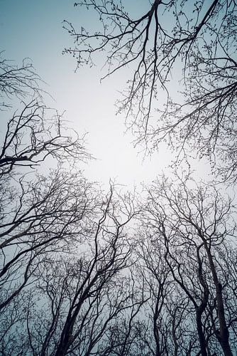 Des branches d'arbres haut placées dans le ciel nous regardent. sur Jolanda Aalbers