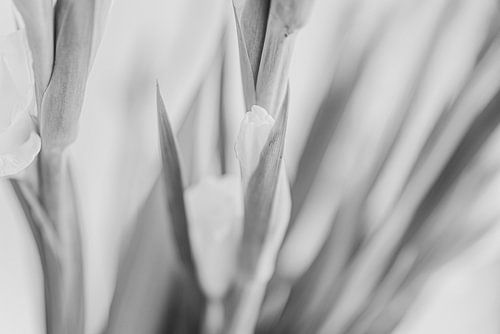 fleur noire et blanche