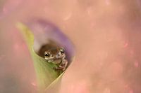 flower love