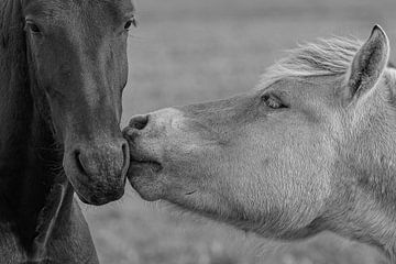 Paarden-kus van Peter Beks