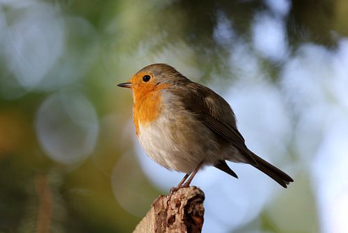 Das Rotkehlchen oder Rotkehlchenei