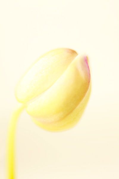 Sanfte Gelbtöne von Maarten Zeehandelaar