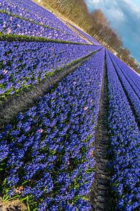 Bollenveld, blauwe hyacinten