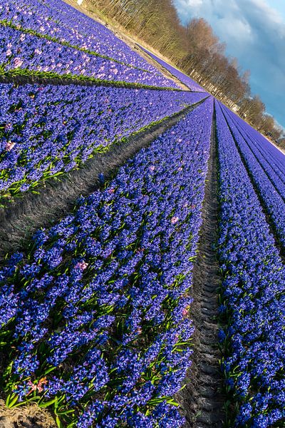 Bollenveld, blauwe hyacinten par Peet Romijn