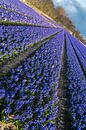 Bollenveld, blauwe hyacinten par Peet Romijn Aperçu