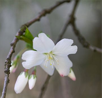fleur blanche de printemps sur Ingrid Van Damme fotografie