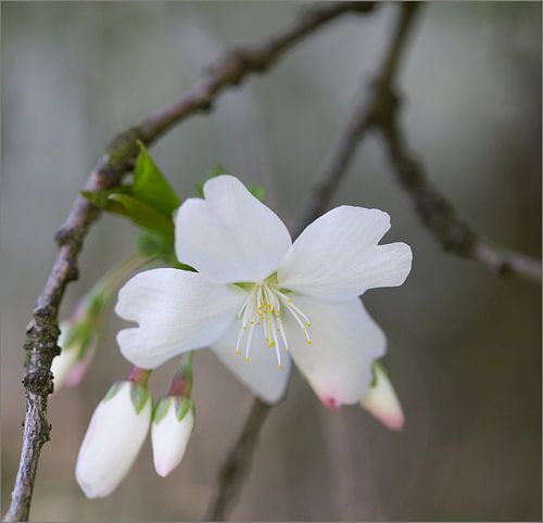 witte lentebloesem van Ingrid Van Damme fotografie