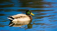 Nature and animals