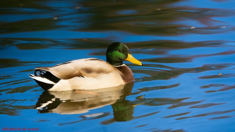 Nature and animals by Diederik De Mezel