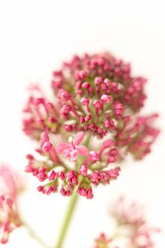 Mooie, roze bloem van Miranda van Hulst