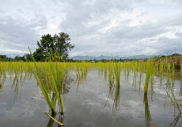 Rijstvelden in Thailand van Henk Knoester
